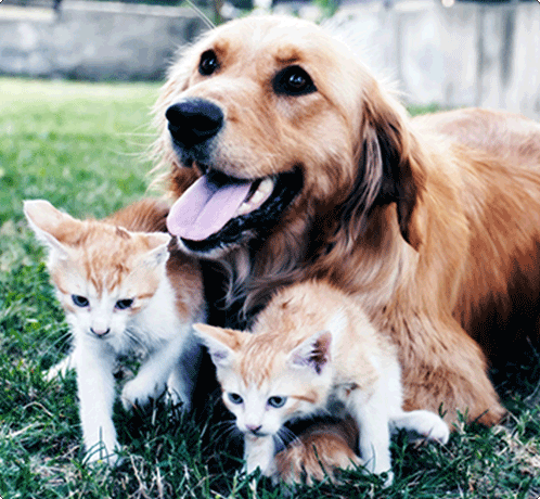 Kittens with a puppy