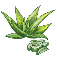 Aloe Extract sketch