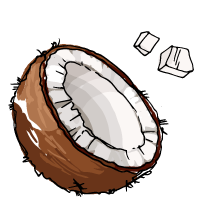 Coconut sketch