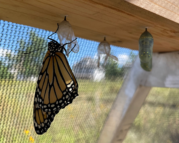 monarch butterfly emerging from a chrysalis