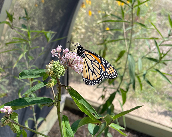 Monarch butterfly