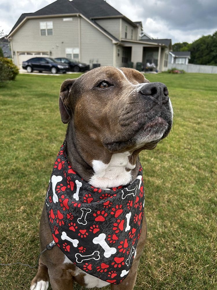 dog wearing bandana