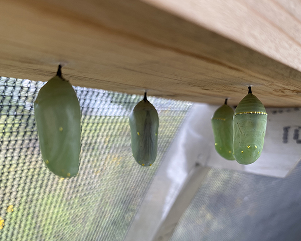 Green chrysalises