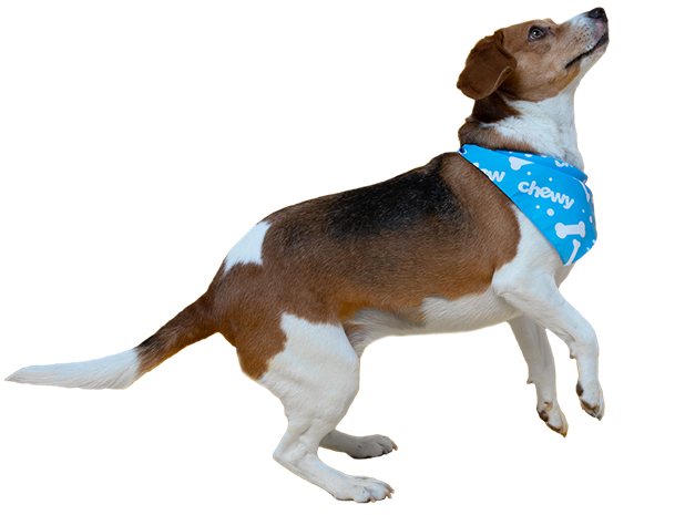 beagle dog jumping while wearing a Chewy bandana