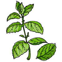 Mint sketch