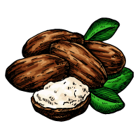 Shea Butter Sketch