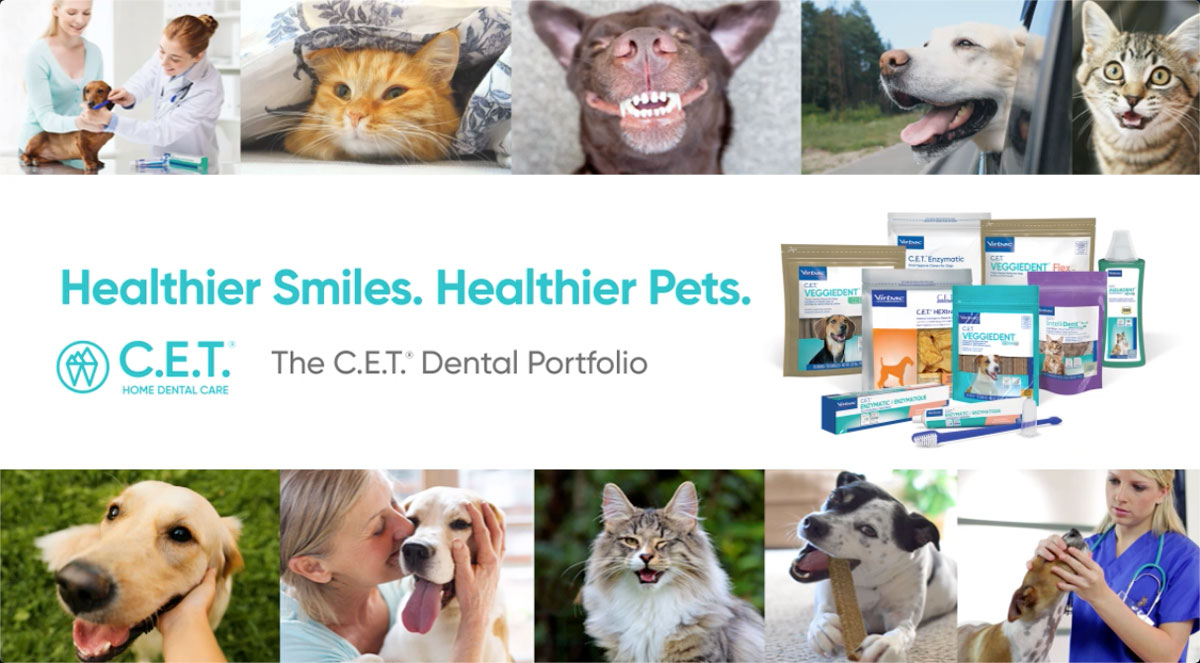 The C E T Dental Portfolio The c e t dental portfolio
