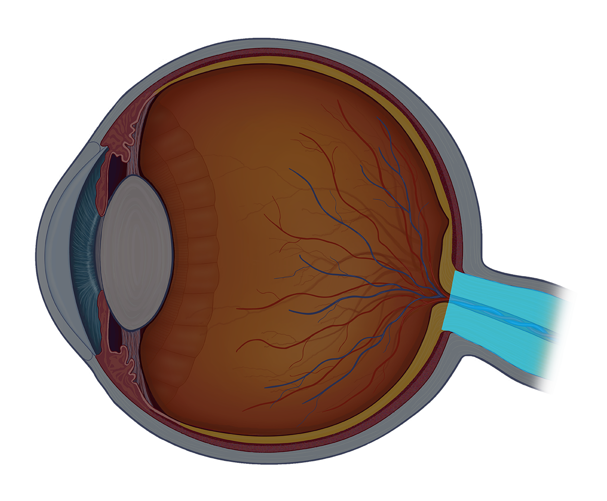 Eye Anatomy Quiz Review