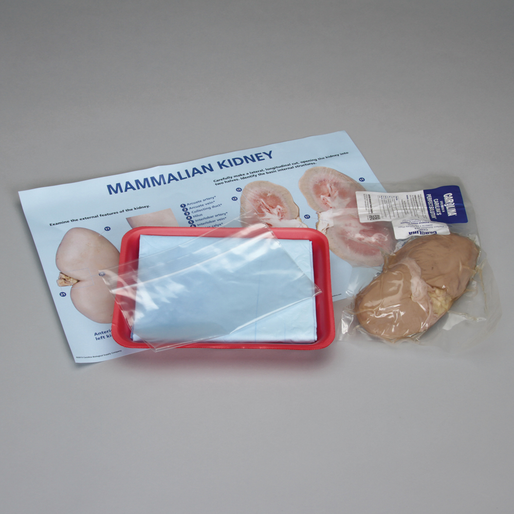 Design Your Biology Kit