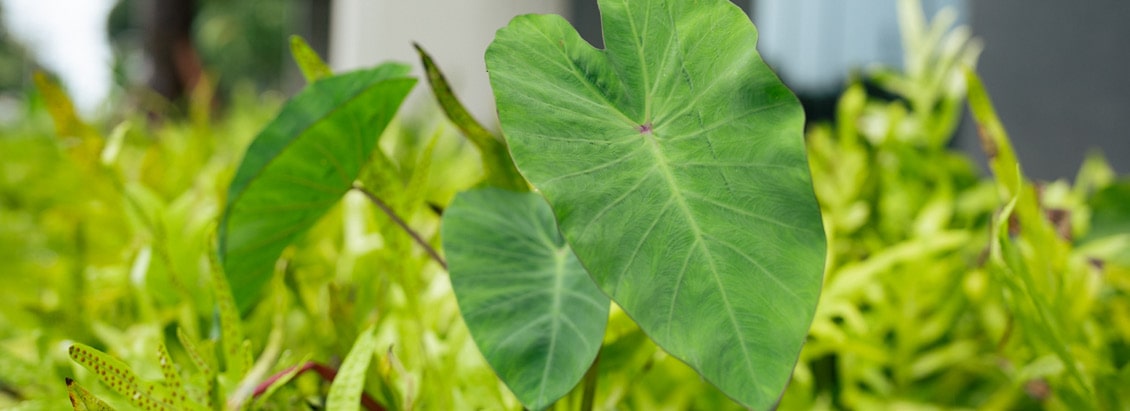 Kalo Leaf